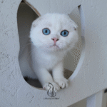 kittens for sale in Tennessee