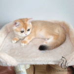 kitten for sale