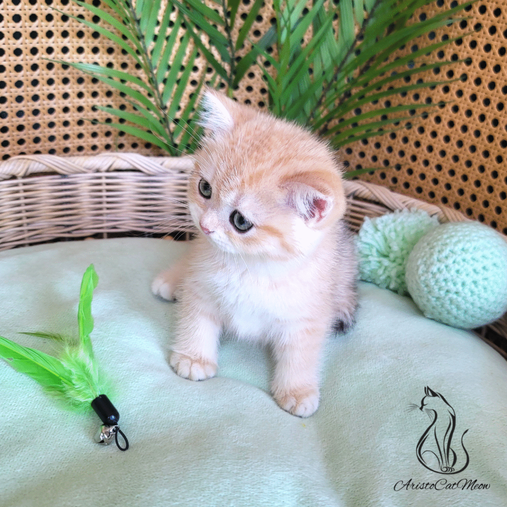 Adopt kitten near me