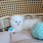 Purebred kittens