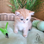 kitten near me