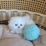 Scottish fold kitten