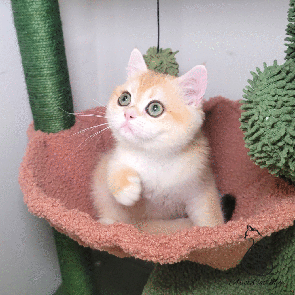purebred kittens
