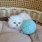Scottish fold kitten