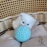 buy kitten near me