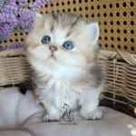 British boy Gato