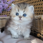 British boy Gato