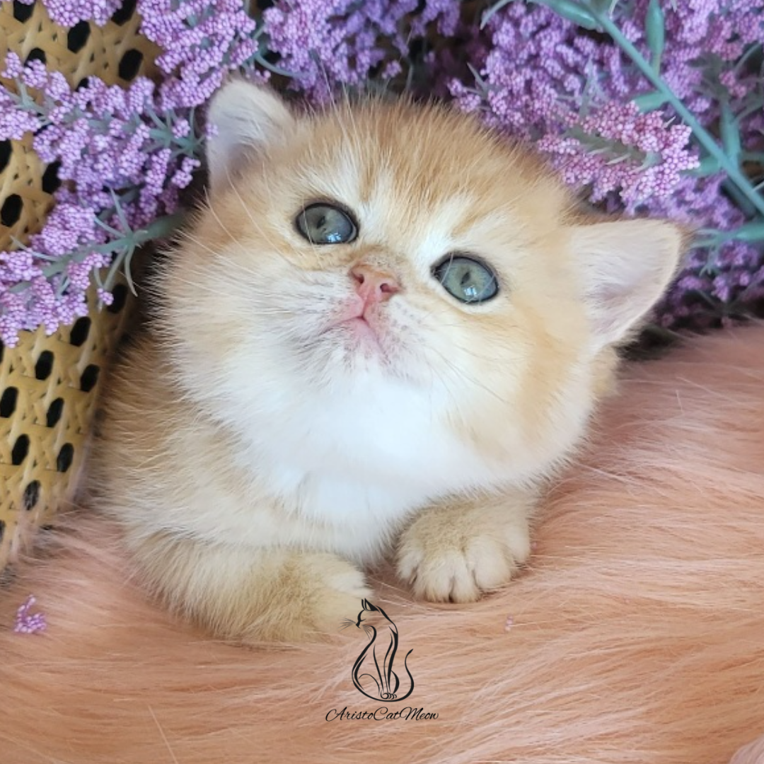 British girl Ginger