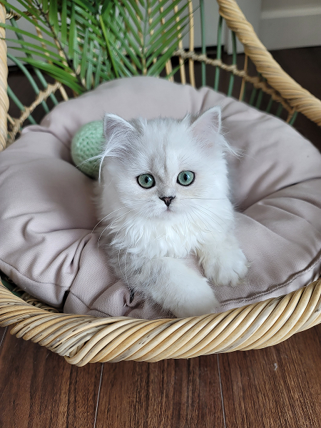 Our Cattery