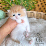 kitten for adoption near me