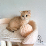 kittens near me