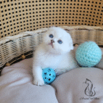 Scottish fold kitten