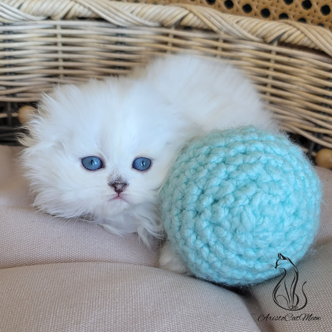 Scottish fold kittens