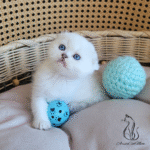 Scottish fold kitten