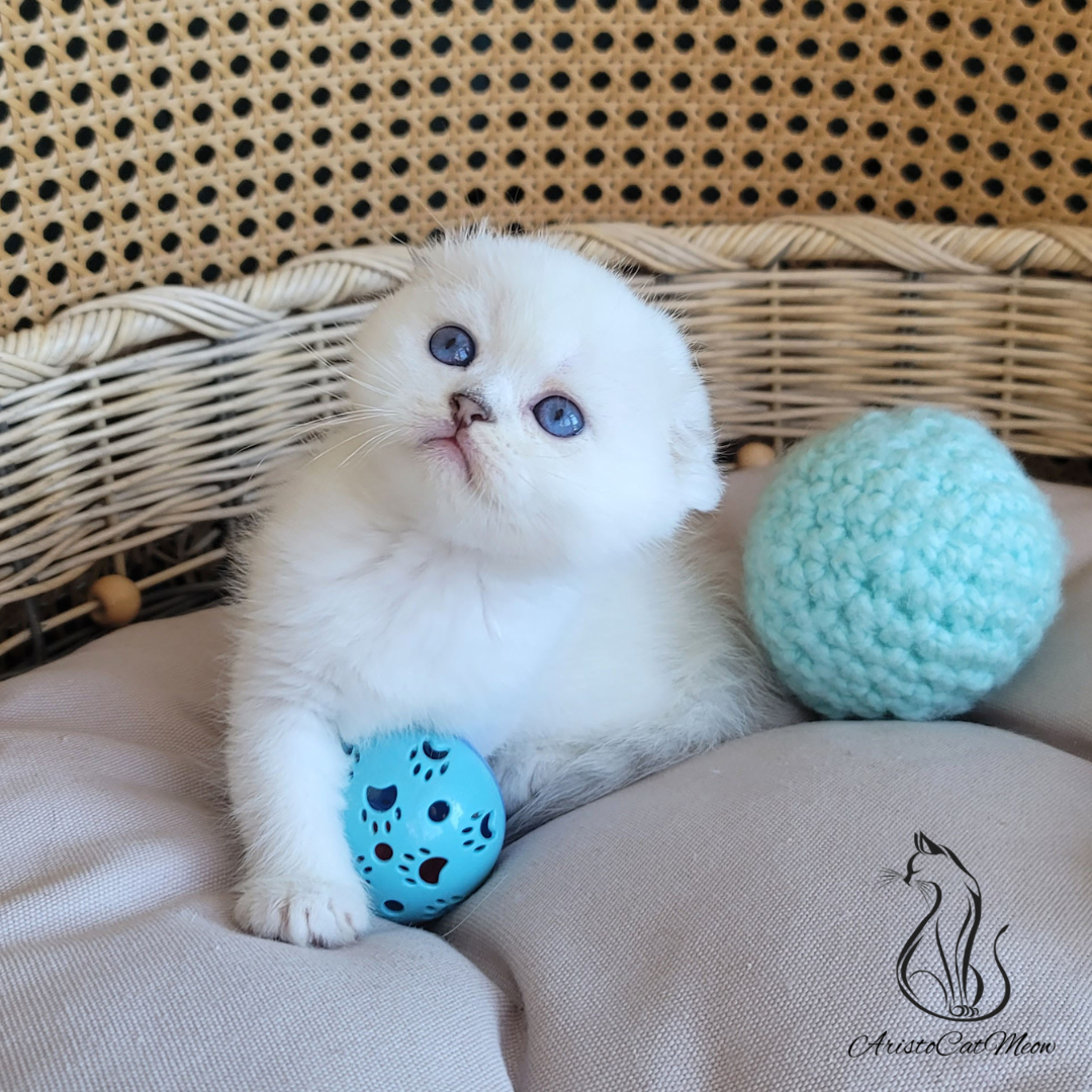 Scottish fold kitten