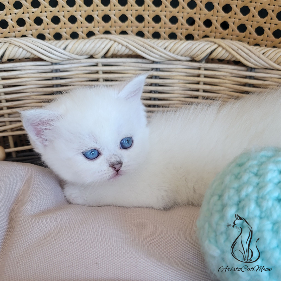 purebred kittens for sale