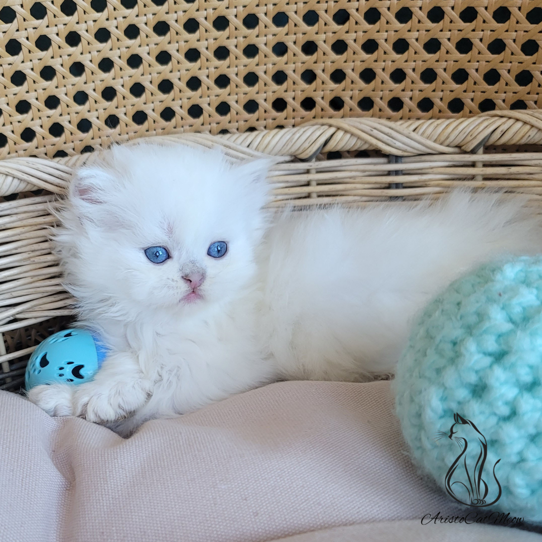 buy kitten near me