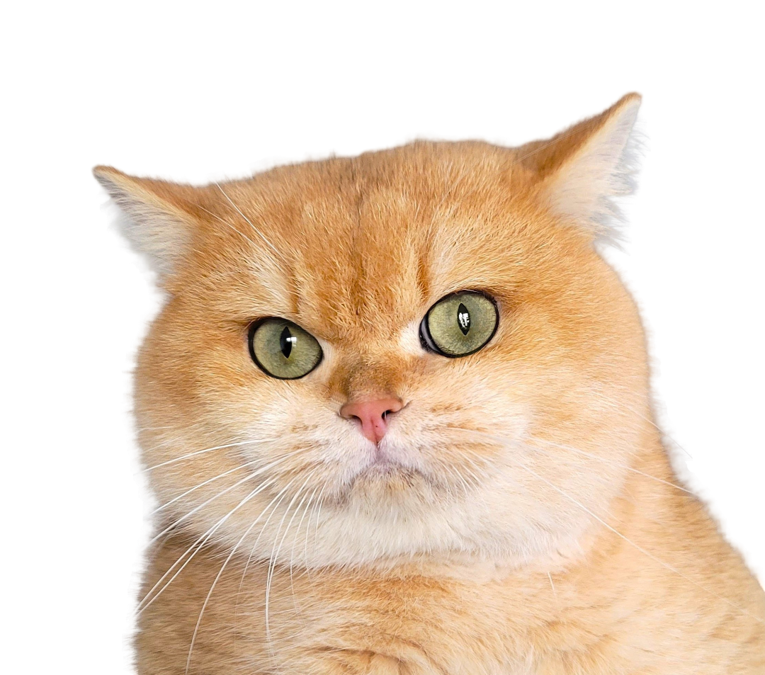 Yamaneko