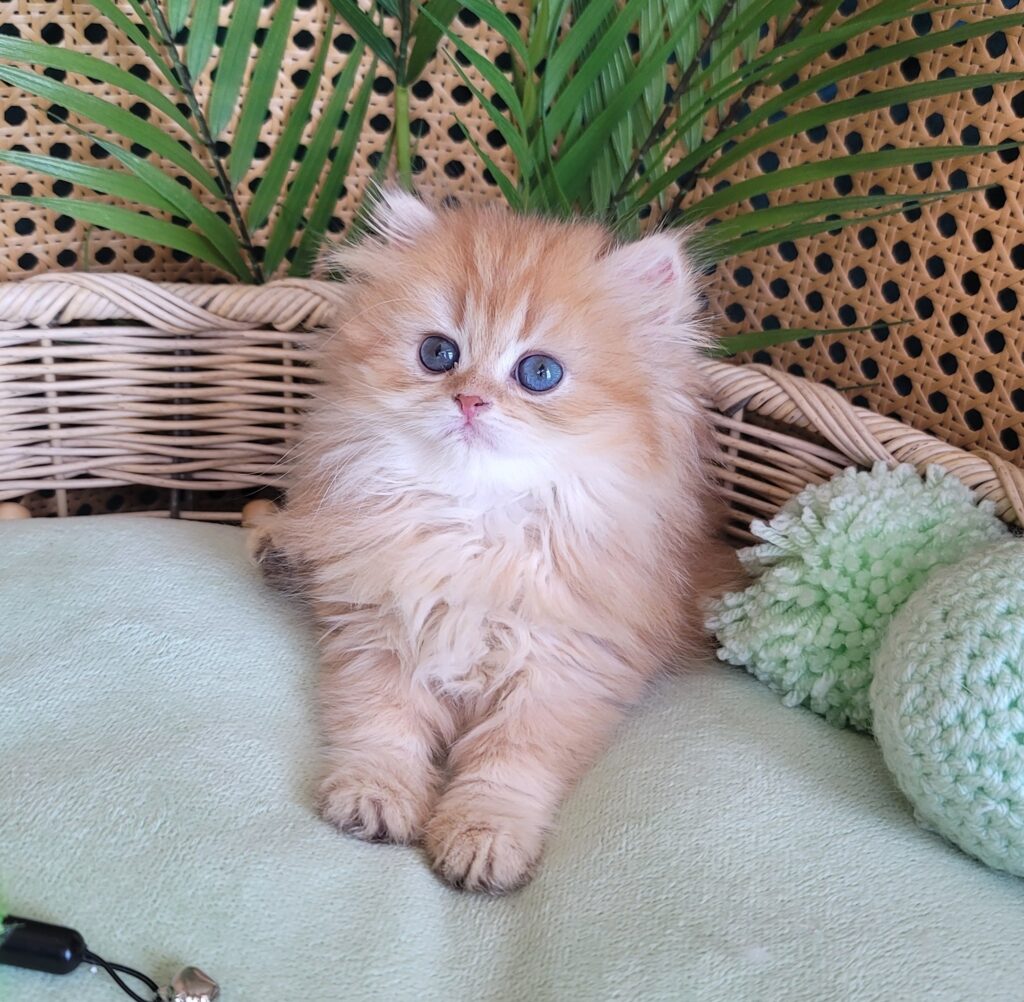 buy kitten