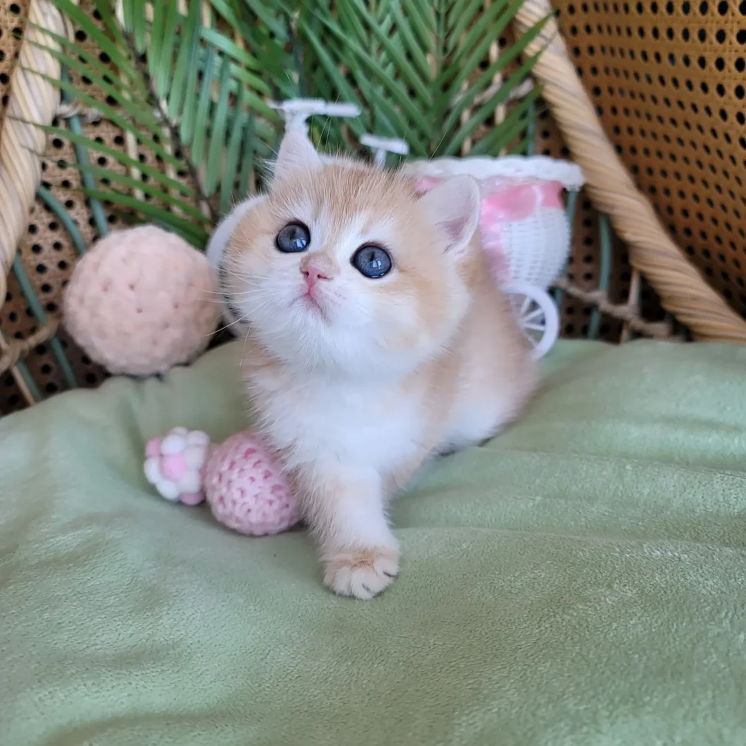 cute kitten
